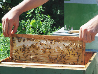 unprotected master bee keeper pulls out a frame with honey from the beehive in the colony.