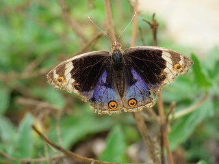 Blue Pansy Butterfly on tree with natural green background, The pattern resembles orange eyes on the black and blue and purple and yellow wing
