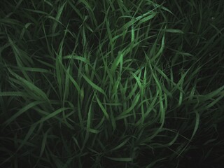 natural abstract background with green grass and raindrops 