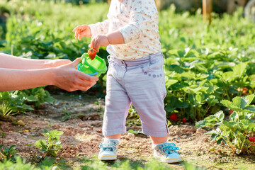 Fototapeta premium Toddler collects strawberries and puts them in a toy bucket held by the mother. Close up. Seasonal harvest concept