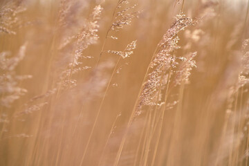 golden reed background. High quality photo