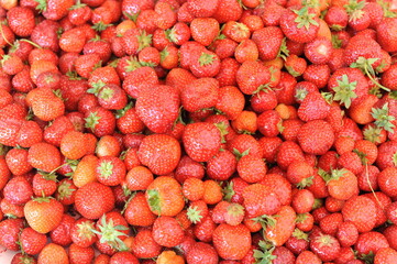 Fresh, juicy, raw, organic, natural sweet strawberries fruits on a pile after harvest in summer