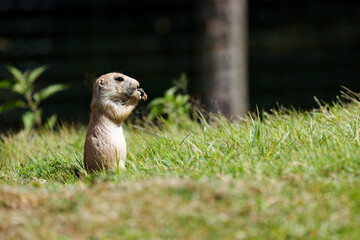 Jeune chien de prairie dans le parc animalier de Branféré dans le Morbihan en Bretagne 