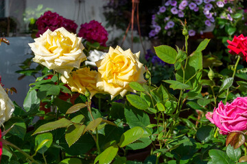 Yellow roses are bright in the summer garden. A beautiful garden bush of flowers in the rays of the sun against a background of bright green foliage.
