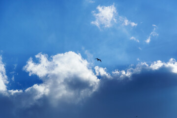 birds flying high in the sky, bright sunlight through the clouds