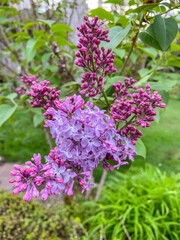 Common lilac