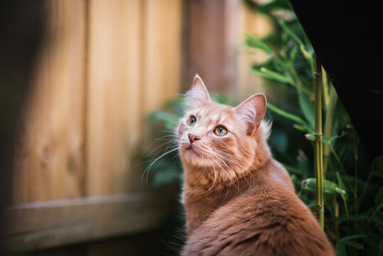 Ginger cat looking up