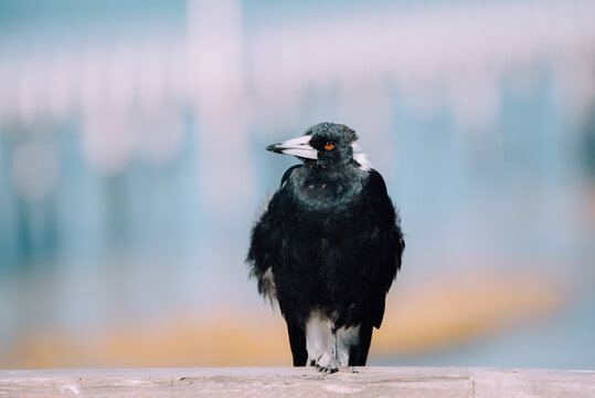 Magpie on a railing by the beach