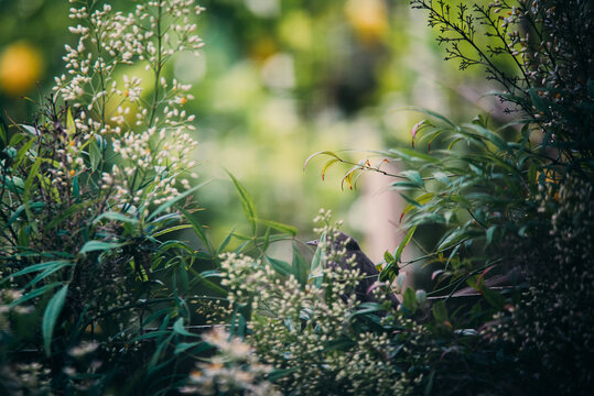 Bird hidden in garden greenery