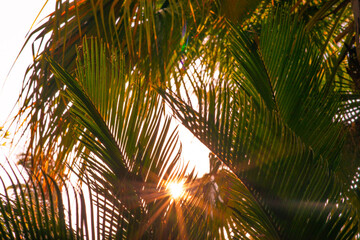 sunflare through palm trees