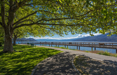 Green trees in park and morning sunlight. Beautiful summer park by the Okanagan Lake with sunshine.