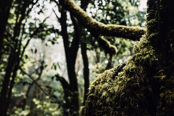 Close up of musk on the trees. Earth's day scenery. Scenic forest with trees. Save the planet. Stop deforestation. Concept of life and nature Outdoors scenic background.