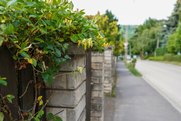 fence and climbing green plants near house. street