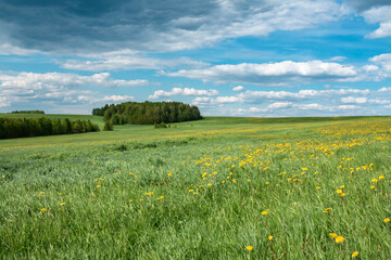 Summer green field with blue sky. Photo on the topic summer, nature.