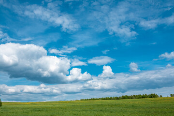 Fototapeta na wymiar Summer green field with blue sky. Photo on the topic summer, nature.