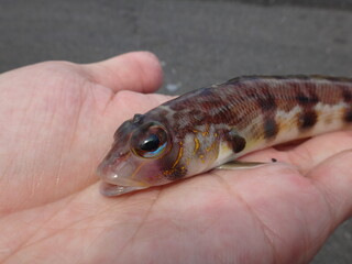 Grub fish caught on the beach