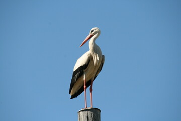 Weißstorch auf einem Mast - Klapperstorch - Ciconia ciconia  1