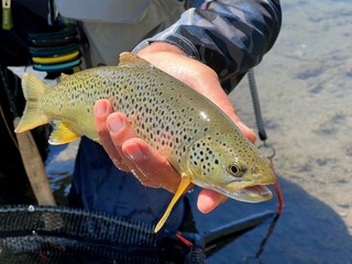 catch of a beautiful brown trout by a fly fisherman