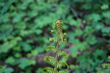 Close up of fern fronds