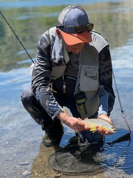 catch of a beautiful brown trout by a fly fisherman