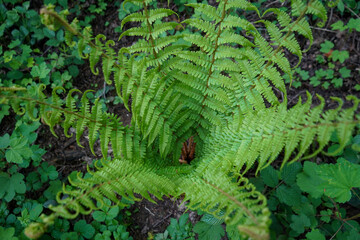 Close up of fern fronds