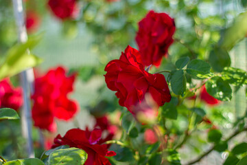 flowers of red roses in the garden background