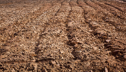 The plow marks on the ground in the growing season