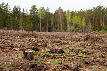 Felled pine trees in forest. Deforestation and Illegal Logging