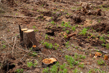 freshly cut down tree stumps in a forest