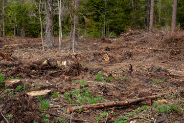 part of the forest with stumps in the foreground and some trees in the background