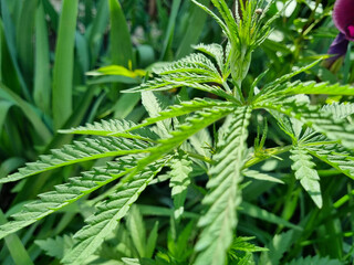 hemp sprout. illegal cultivation of cannabis. narcotic plant.