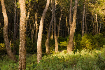 Bosque de pinos .Puig de Talaia (475 mts). Sant Josep de Talaia.Ibiza.Balearic islands.Spain.