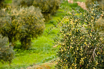 Olivos.Benimussa.Ibiza.Balearic islands.Spain.