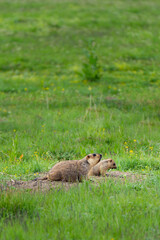 groundhogs in the grass
