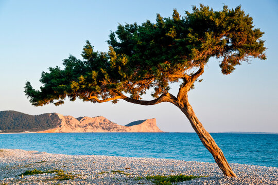 Sabina negral (Juniperus phoenicea, Cupressaceae).Playa des Codolar. Sant Josep de Talaia.Ibiza.Balearic islands.Spain.