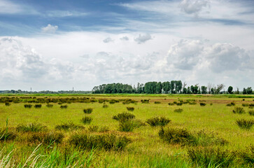 Fototapeta na wymiar Landscape with clumps of grass in a swampy part of the Noordwaard region in Biesbosch national park