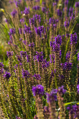 Fototapeta na wymiar lavender in backlight background