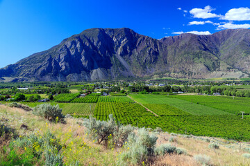 Fototapeta na wymiar Fruit Orchard Keremeos Similkameen Valley British Columbia Landscape