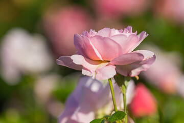 pink rose flowers background