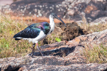 Straw-necked ibis on the rocks at the seaside