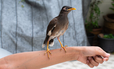 A black Mynas with a yellow beak perched on a human arm. Birds, pets that are popular besides being kept in cages can also be raised independently