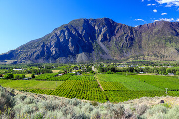 Fruit Orchard Keremeos Similkameen Valley British Columbia Landscape