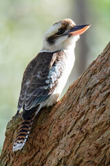Laughing Kookaburra on a gum tree branch