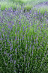 Purple lavender flowers in summer day background