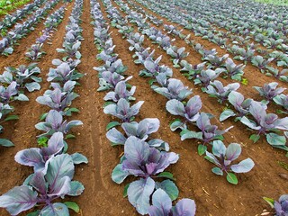 growing red cabbage planted in the field