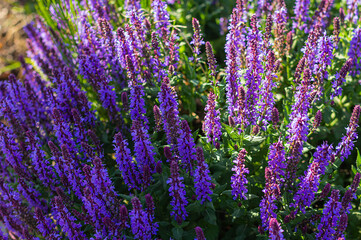 Fototapeta na wymiar purple lavender flowers in sunny day shadow and light background