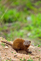 Dwarf mongoose, Helogale parvula, Kruger National Park, Mpumalanga, South Africa, Africa
