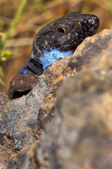 La Palma lizard, Sizeable lizard, Wall lizard, Lagarto Tizón, Gallotia galloti palmae, Male lizard, Lacertidae, Caldera de Taburiente National Park,La Palma, Canary Islands, Spain, Europe