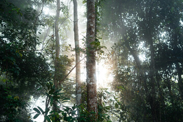 morning green forest and fog