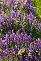 purple lavender flowers on a sunny day background